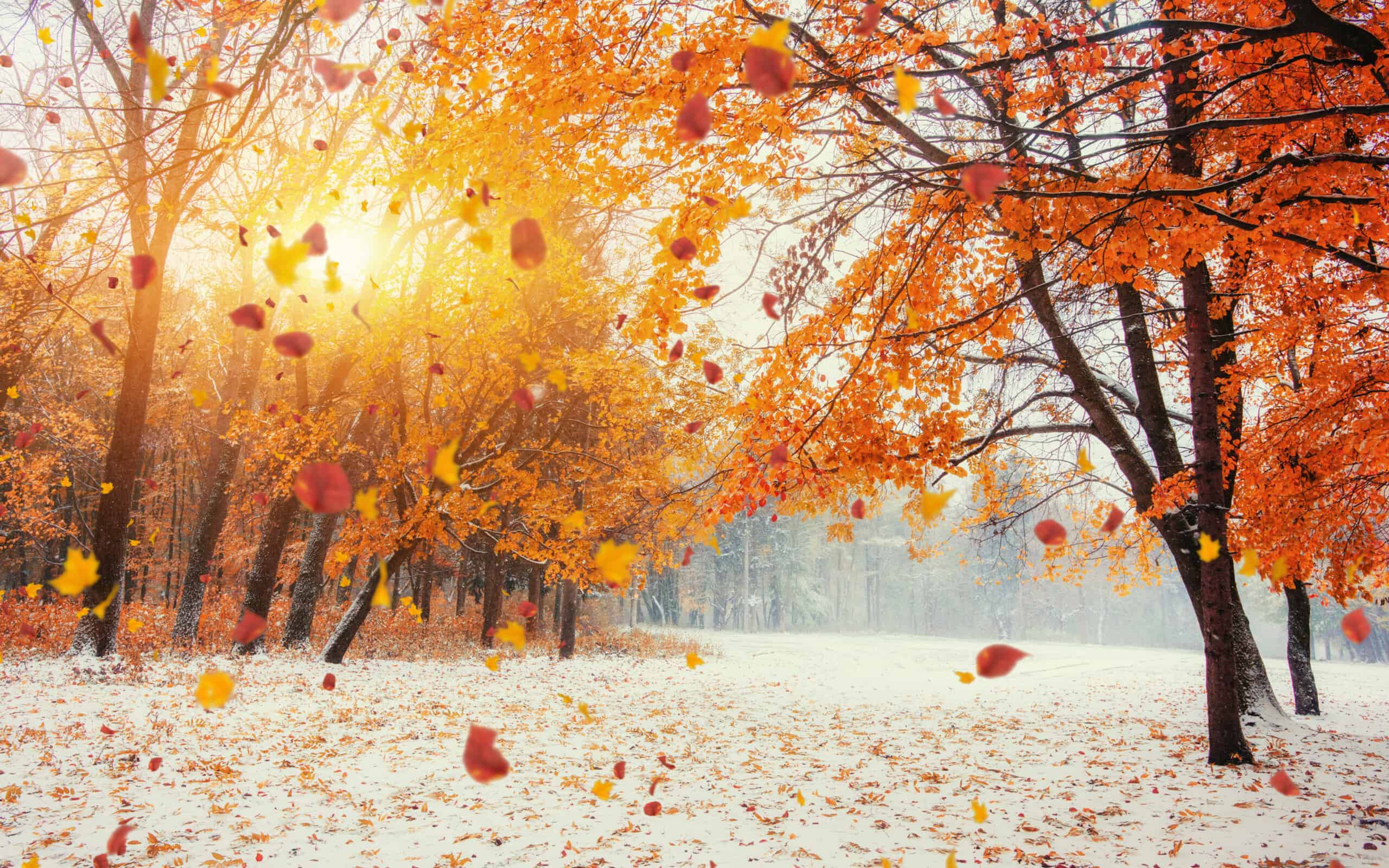 Autumn Snow Fall